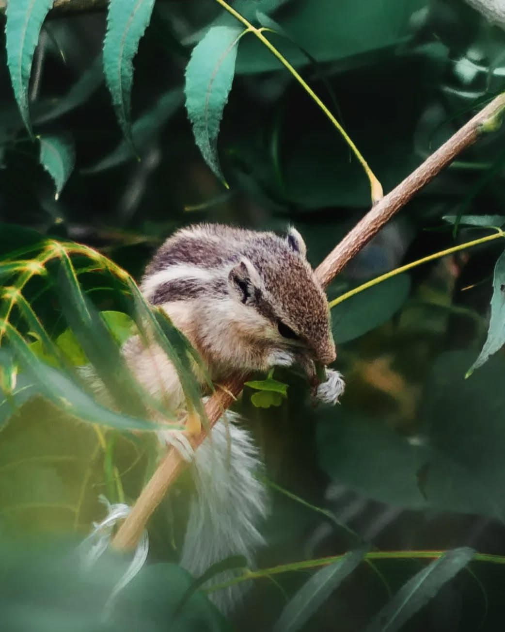 Hello Mr.Squirrel ,