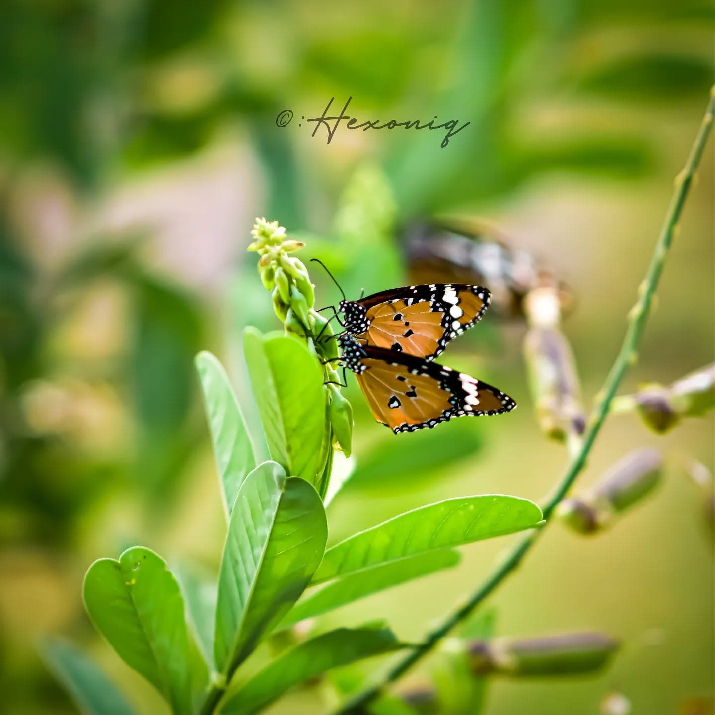 The wings of hope carry us high over the winds of life