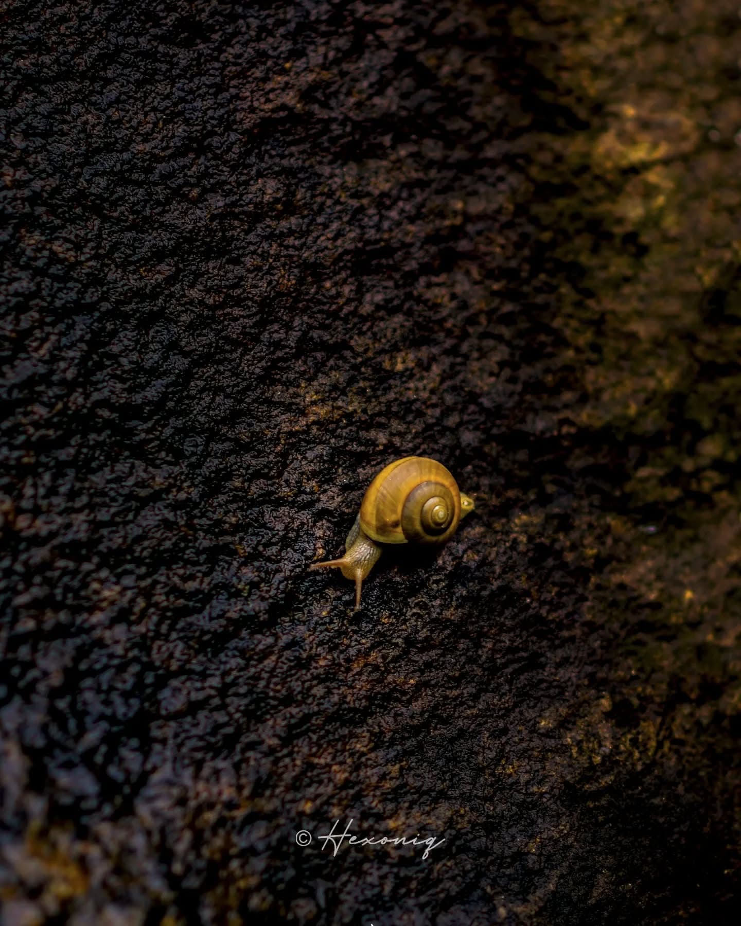 Haiku compilation I'm slow . That's how I roll I'm a snail