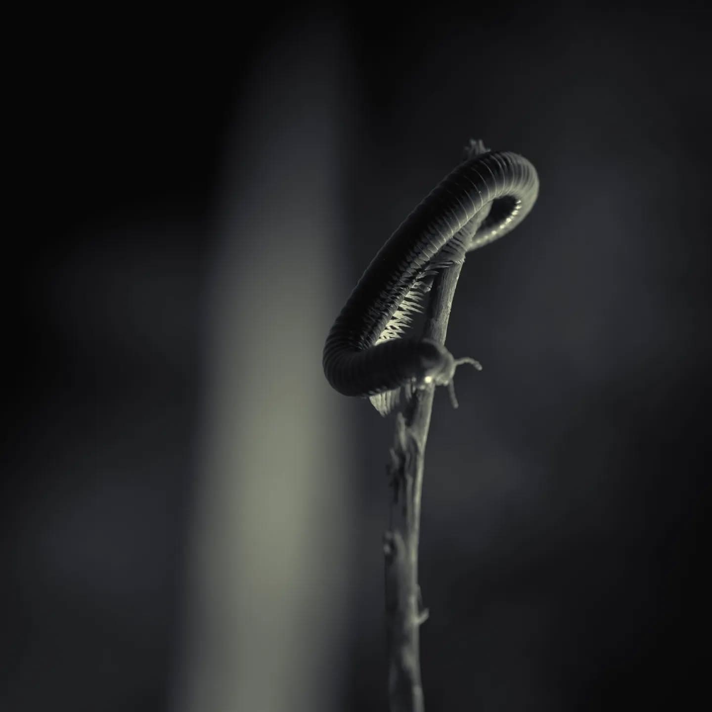 "Photography is an austere and blazing poetry of the real"