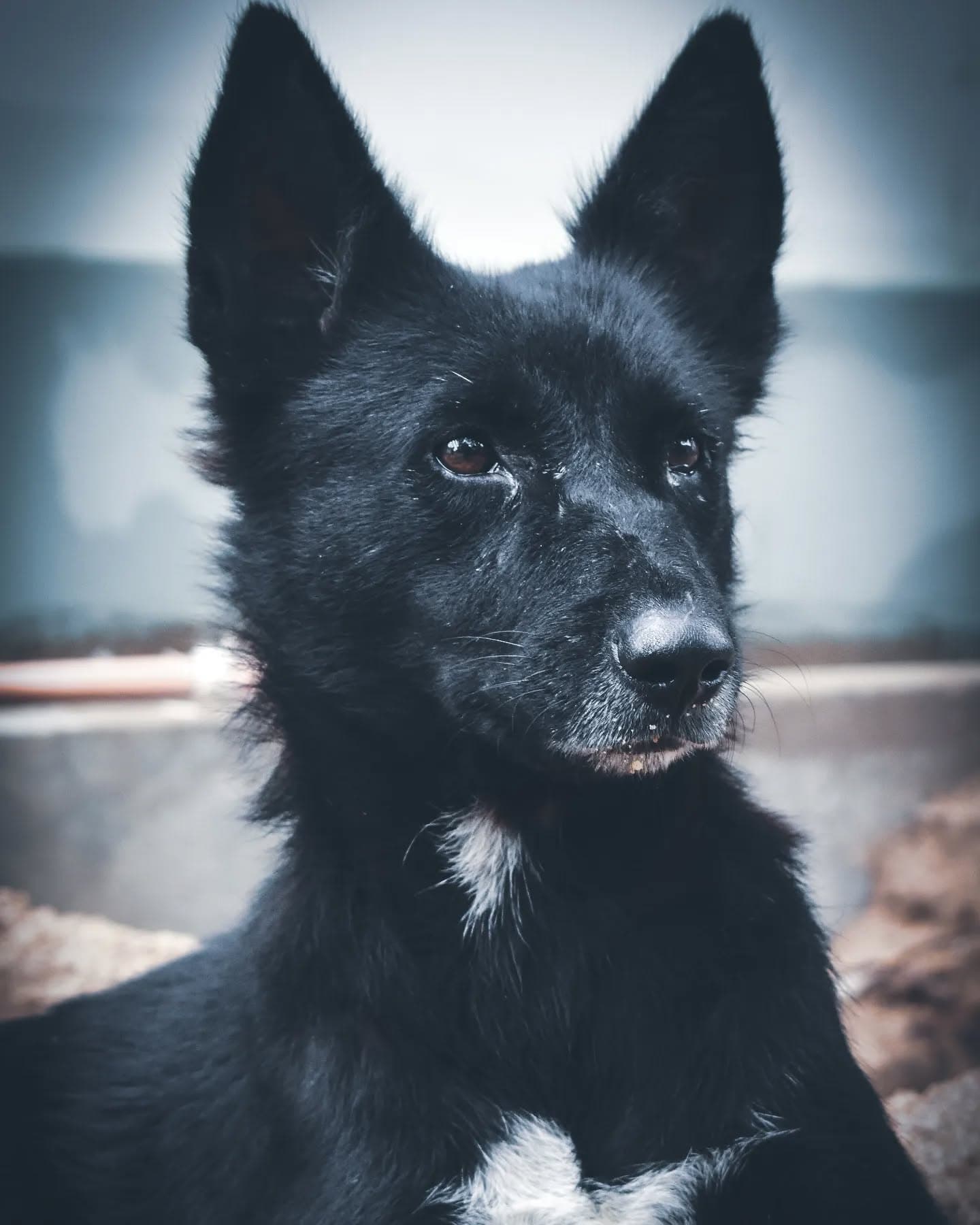 "Dogs do speak, but only to those who know how to listen." Orhan Pamuk