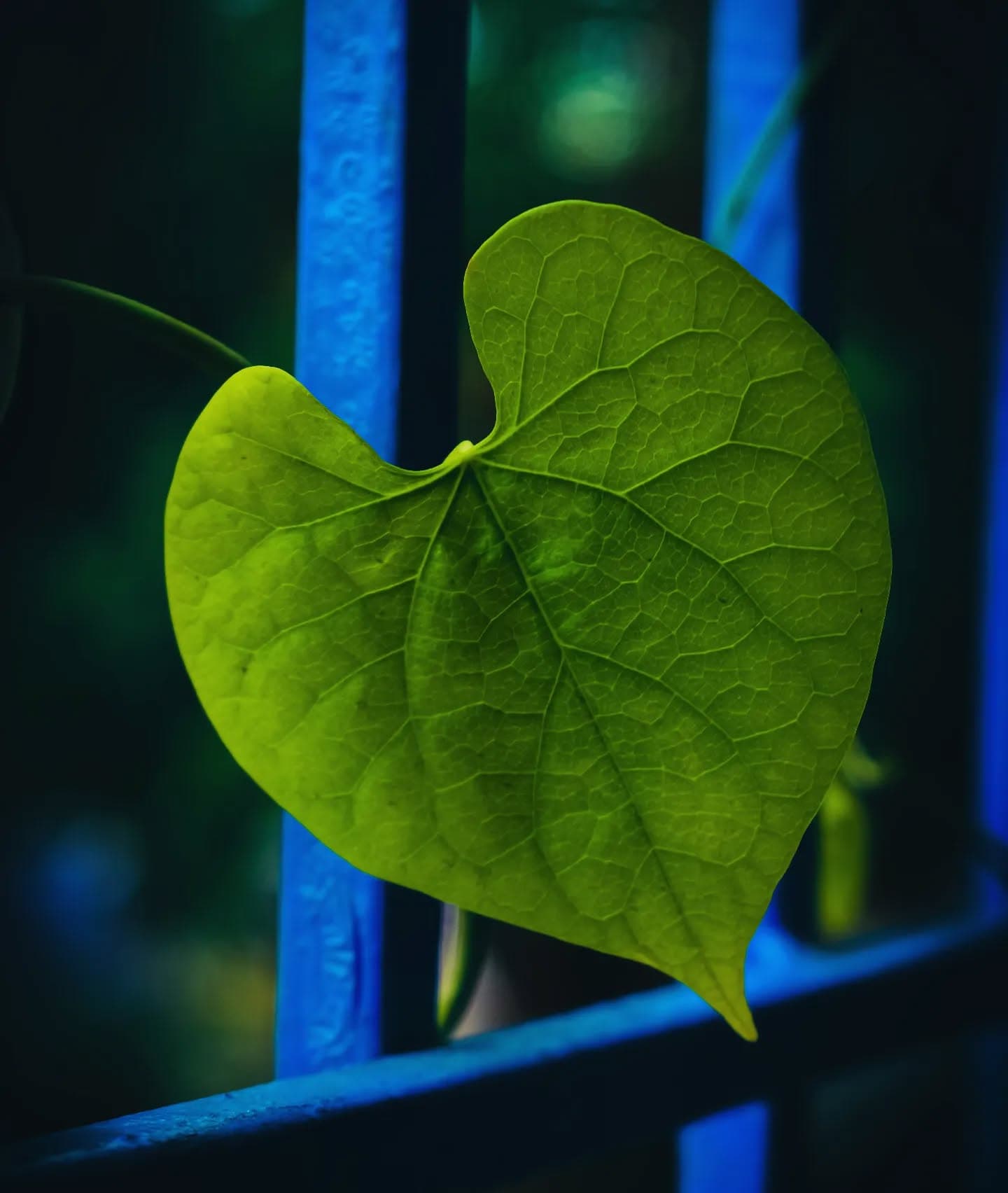 "Anyone can LOVE a Rose But It Takes A Lot To Love A LEAF. It's Ordinary To LOVE The Beautiful, But 
